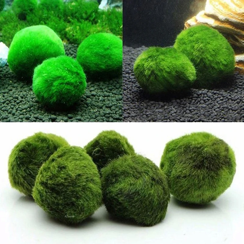 Planted Aquarium Maintenance - 1個 3-4cm モスボール 生水槽植物 藻類 魚