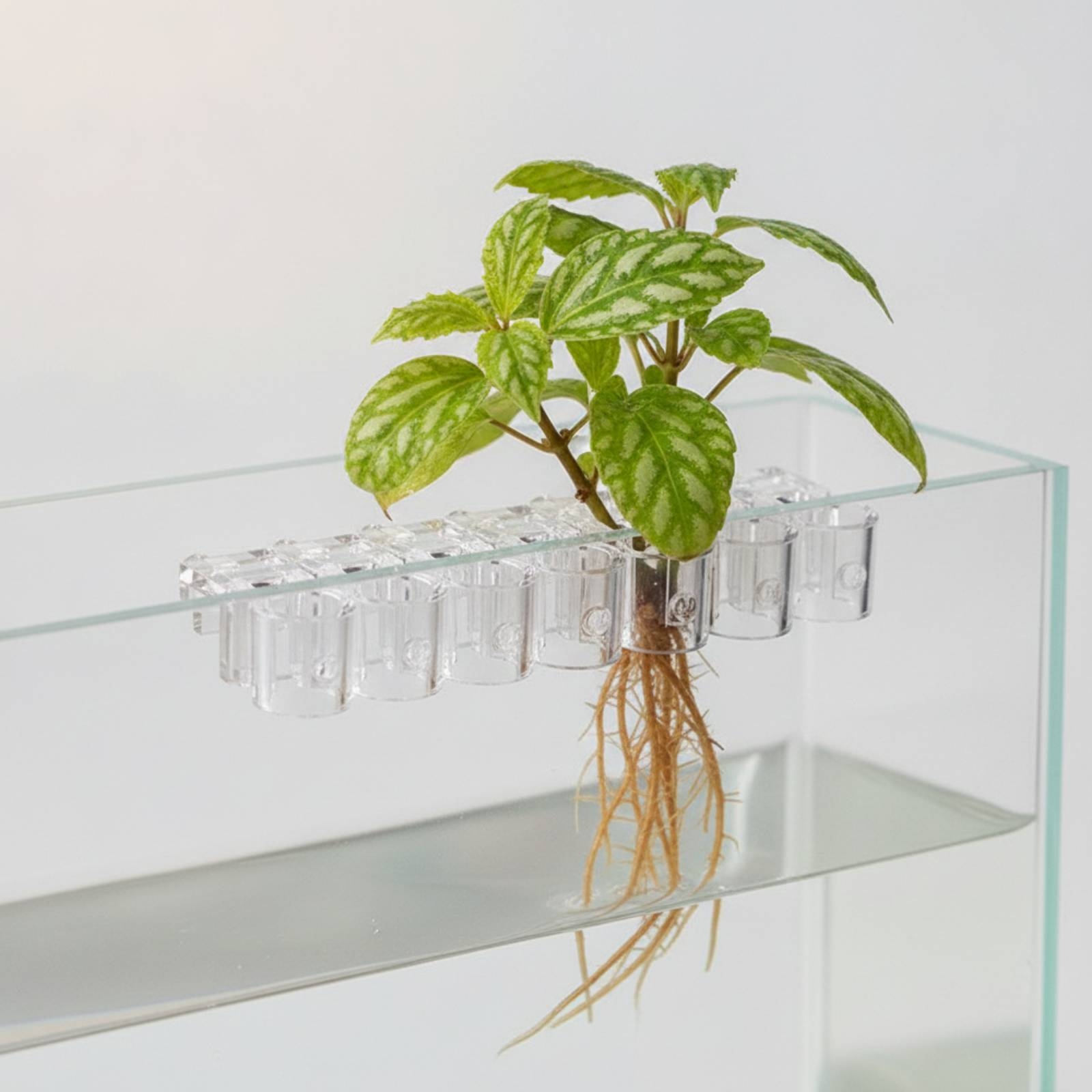 6個入り水槽プランター クリア水耕栽培サポートクリップ ネジ - Aquarium Plant のレビューと価格