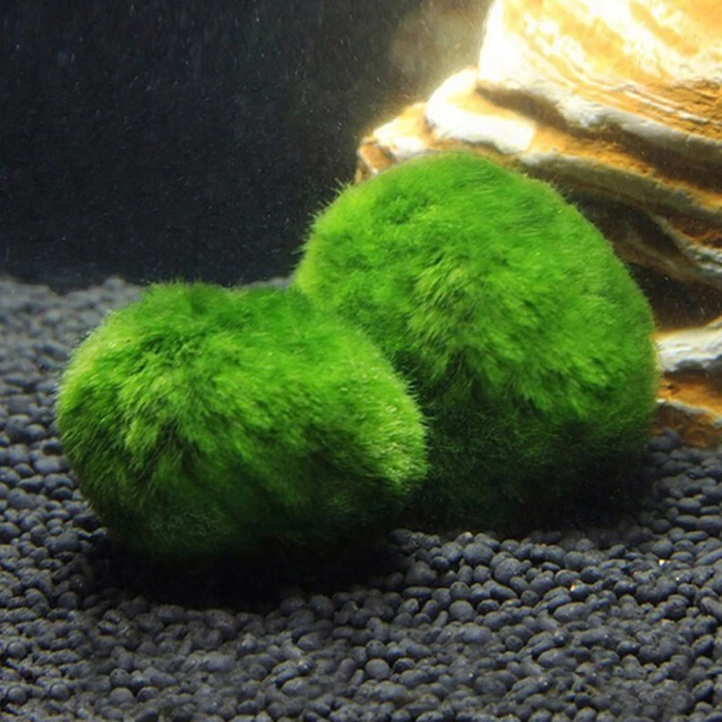 1個 3-4cm モスボール 生水槽植物 藻類 魚 エビ 水 - Planted Aquarium Maintenance のレビューと価格