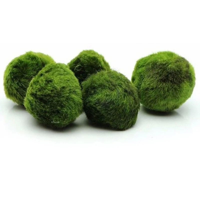 1個 3-4cm モスボール 生水槽植物 藻類 魚 エビ 水 - Planted Aquarium Maintenance のレビューと価格