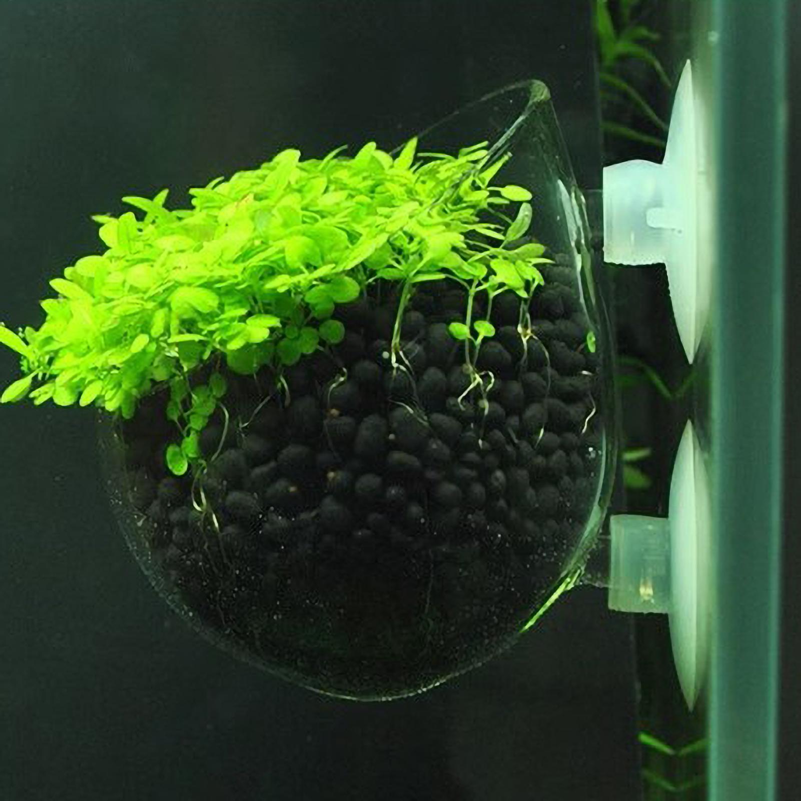 水槽用植物ホルダー ガラス製水草ポット 吸盤付き 生きた植物 - Planted Aquarium Media のレビューと価格