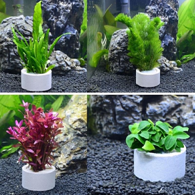37ME 10 個水族館植物固定リングセットセラミック水族館 - Aquarium Planted Background のレビューと価格