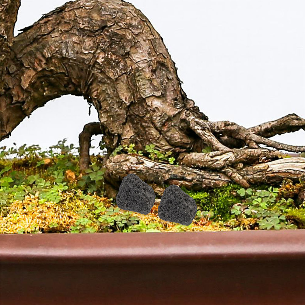 水槽用火山岩 天然小石 水槽用鉢植え植物用 浄水フィルター  - Planted Aquarium With Rocks のレビューと価格