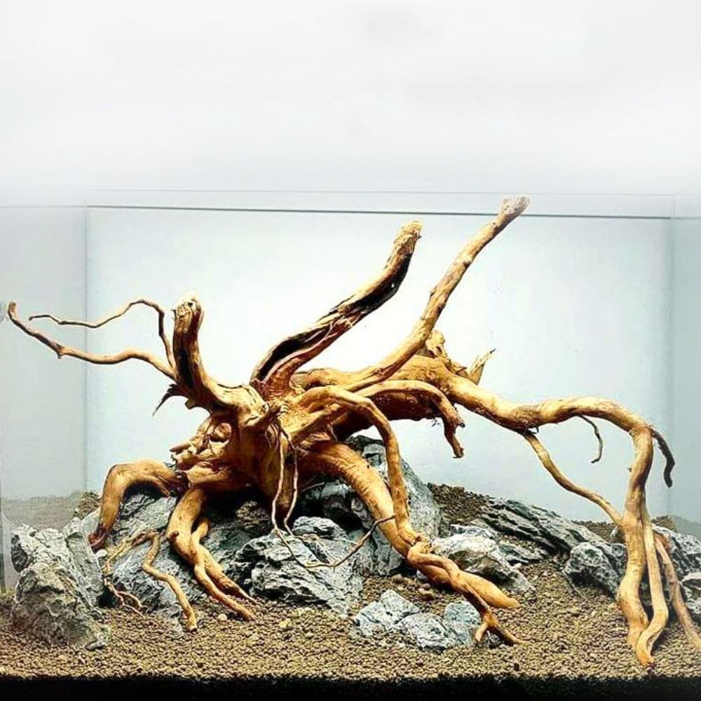 天然木のトランクの装飾水族館の装飾流木の枝造園の装飾品水槽の - Planted Aquarium Media のレビューと価格