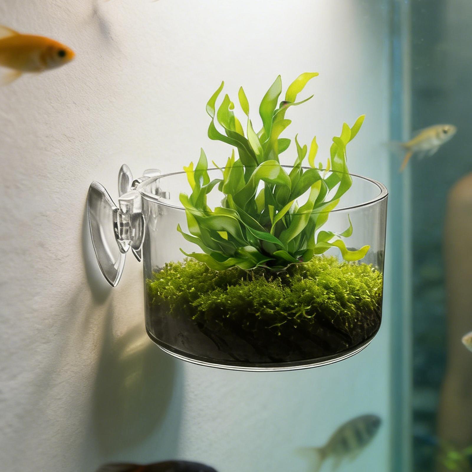 水槽植物ホルダー アクリル製水生植物カップ 水槽用ガラス製植 - Aquarium Planted Background のレビューと価格